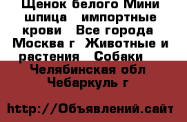 Щенок белого Мини шпица , импортные крови - Все города, Москва г. Животные и растения » Собаки   . Челябинская обл.,Чебаркуль г.